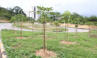 Apadrine un árbol: buscamos aliados para sembrar miles de árboles en las 4 ciudades del área metropol